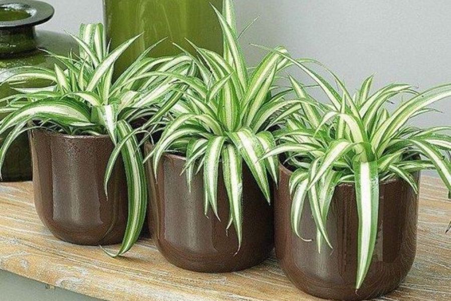 Những nghề nghiệp nào phù hợp nhất với người mệnh Hỏa để làm giàu nhanh chóng? 8 nghề nghiệp phù hợp nhất