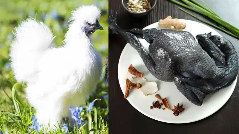 Hướng Dẫn Kỹ Thuật Nuôi Gà Ác Tại nhà Đạt Năng Suất Cao