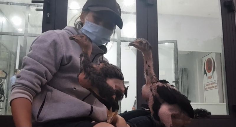 Khắc phục tình trạng gà bị hen khẹc - Niên Giám Nông Nghiệp