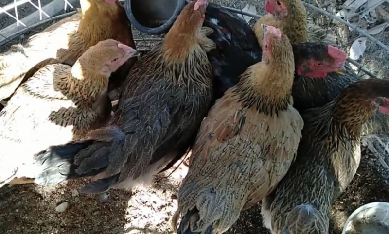 Khắc phục tình trạng gà bị hen khẹc - Niên Giám Nông Nghiệp